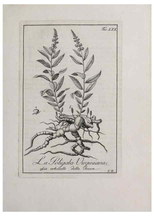 Reproducción/Reproduction 47281862471: Storia delle piante forastiere le più importanti nell'uso medico, od economico /. Milano :Nella stamperia di Giuseppe Marelli,1791-1794.. 