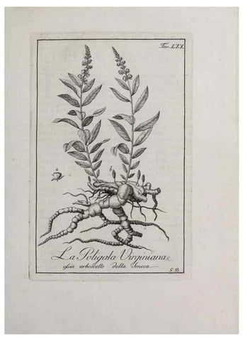 Reproducción/Reproduction 47281862471: Storia delle piante forastiere le più importanti nell'uso medico, od economico /. Milano :Nella stamperia di Giuseppe Marelli,1791-1794.. 