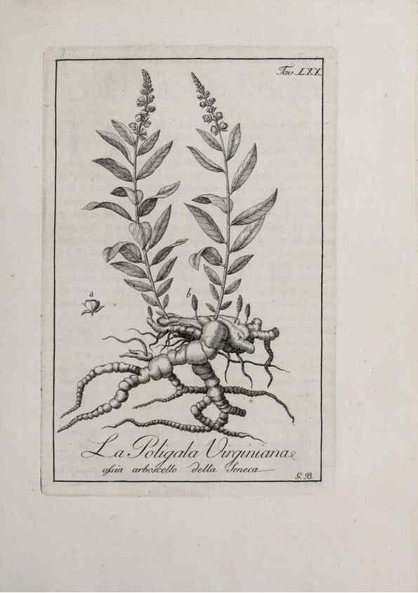 Reproducción/Reproduction 47281862471: Storia delle piante forastiere le più importanti nell'uso medico, od economico /. Milano :Nella stamperia di Giuseppe Marelli,1791-1794.. 