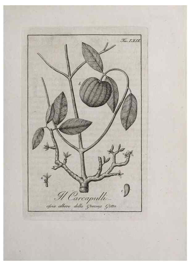 Reproducción/Reproduction 33406264528: Storia delle piante forastiere le più importanti nell'uso medico, od economico /. Milano :Nella stamperia di Giuseppe Marelli,1791-1794.. 