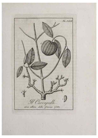 Reproducción/Reproduction 33406264528: Storia delle piante forastiere le più importanti nell'uso medico, od economico /. Milano :Nella stamperia di Giuseppe Marelli,1791-1794.. 