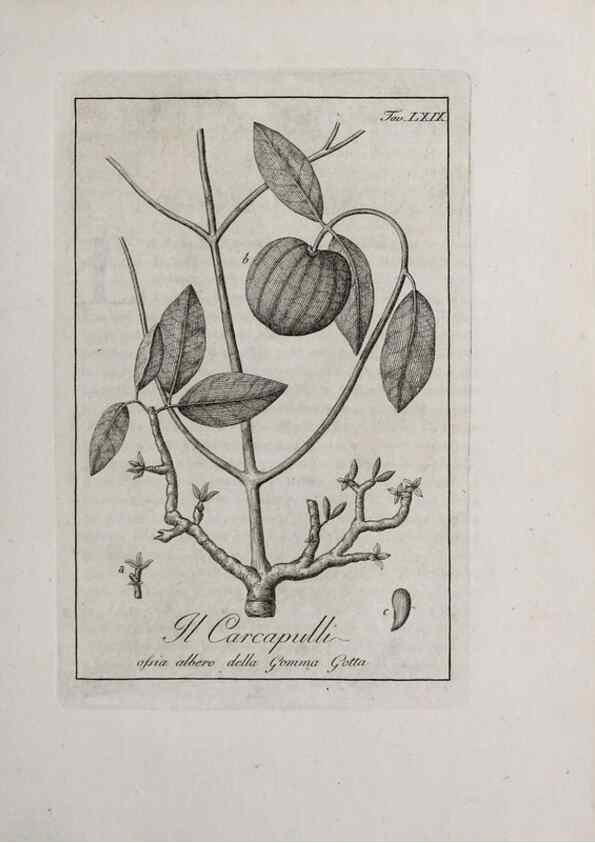 Reproducción/Reproduction 33406264528: Storia delle piante forastiere le più importanti nell'uso medico, od economico /. Milano :Nella stamperia di Giuseppe Marelli,1791-1794.. 