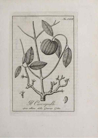 Reproducción/Reproduction 33406264528: Storia delle piante forastiere le più importanti nell'uso medico, od economico /. Milano :Nella stamperia di Giuseppe Marelli,1791-1794.. 