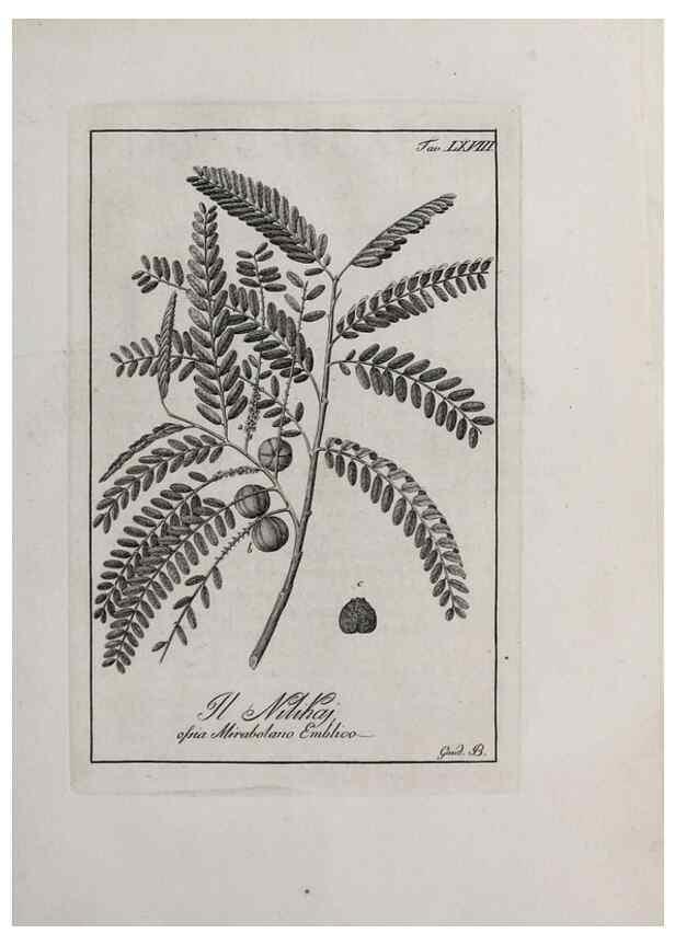 Reproducción/Reproduction 47281860871: Storia delle piante forastiere le più importanti nell'uso medico, od economico /. Milano :Nella stamperia di Giuseppe Marelli,1791-1794.. 
