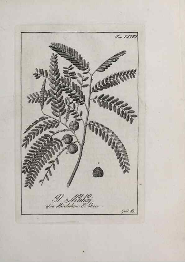 Reproducción/Reproduction 47281860871: Storia delle piante forastiere le più importanti nell'uso medico, od economico /. Milano :Nella stamperia di Giuseppe Marelli,1791-1794.. 