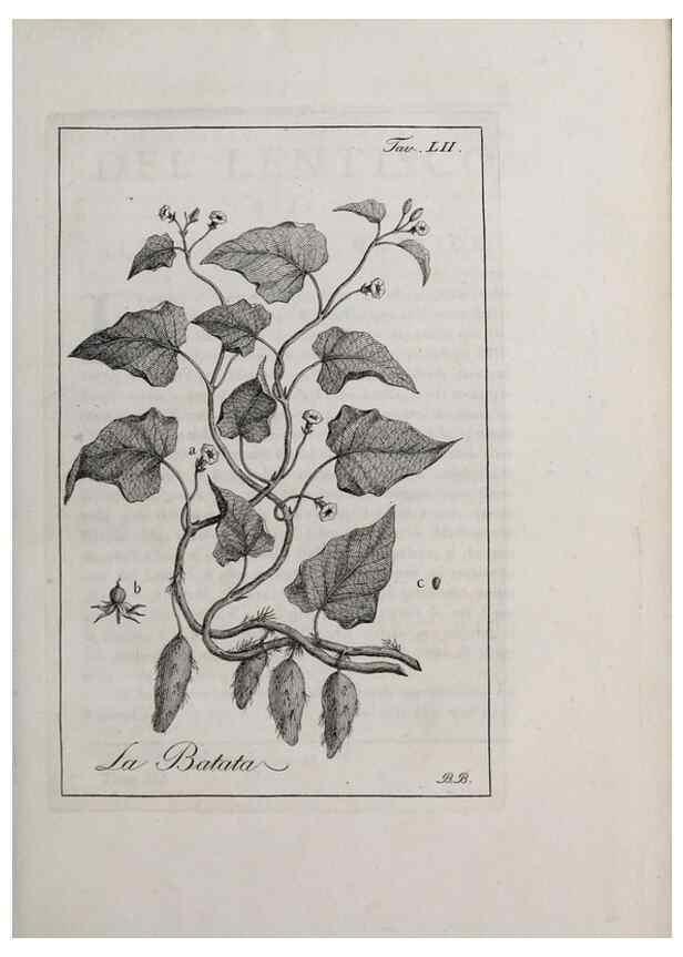 Reproducción/Reproduction 40317337333: Storia delle piante forastiere le più importanti nell'uso medico, od economico /. Milano :Nella stamperia di Giuseppe Marelli,1791-1794.. 