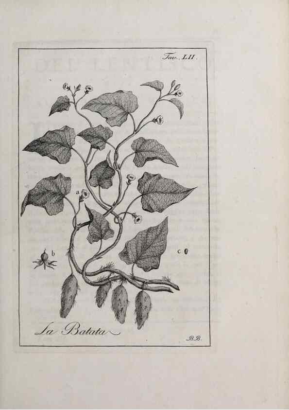 Reproducción/Reproduction 40317337333: Storia delle piante forastiere le più importanti nell'uso medico, od economico /. Milano :Nella stamperia di Giuseppe Marelli,1791-1794.. 
