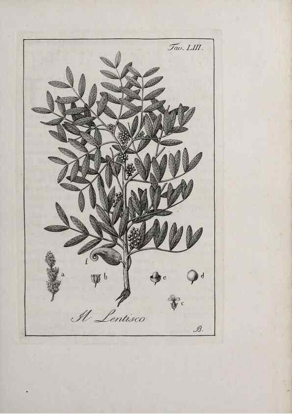 Reproducción/Reproduction 46367387705: Storia delle piante forastiere le più importanti nell'uso medico, od economico /. Milano :Nella stamperia di Giuseppe Marelli,1791-1794.. 