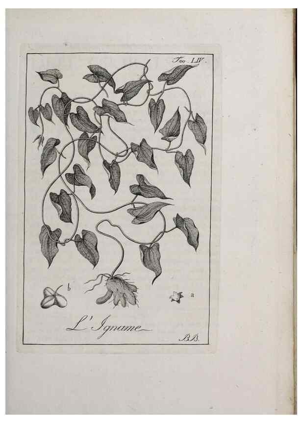 Reproducción/Reproduction 40317338573: Storia delle piante forastiere le più importanti nell'uso medico, od economico /. Milano :Nella stamperia di Giuseppe Marelli,1791-1794.. 