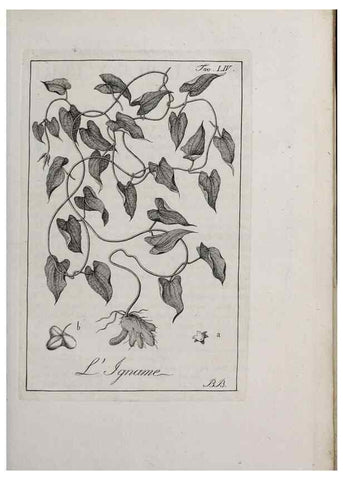 Reproducción/Reproduction 40317338573: Storia delle piante forastiere le più importanti nell'uso medico, od economico /. Milano :Nella stamperia di Giuseppe Marelli,1791-1794.. 