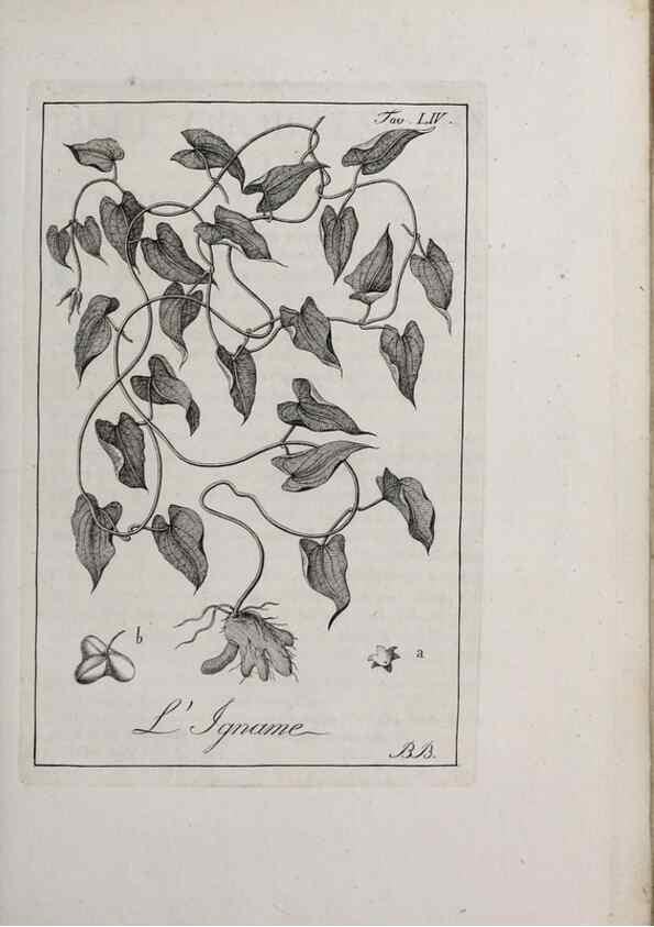 Reproducción/Reproduction 40317338573: Storia delle piante forastiere le più importanti nell'uso medico, od economico /. Milano :Nella stamperia di Giuseppe Marelli,1791-1794.. 