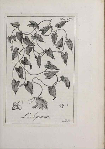 Reproducción/Reproduction 40317338573: Storia delle piante forastiere le più importanti nell'uso medico, od economico /. Milano :Nella stamperia di Giuseppe Marelli,1791-1794.. 