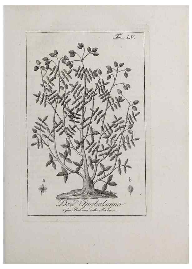 Reproducción/Reproduction 46367388235: Storia delle piante forastiere le più importanti nell'uso medico, od economico /. Milano :Nella stamperia di Giuseppe Marelli,1791-1794.. 