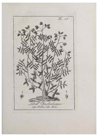 Reproducción/Reproduction 46367388235: Storia delle piante forastiere le più importanti nell'uso medico, od economico /. Milano :Nella stamperia di Giuseppe Marelli,1791-1794.. 