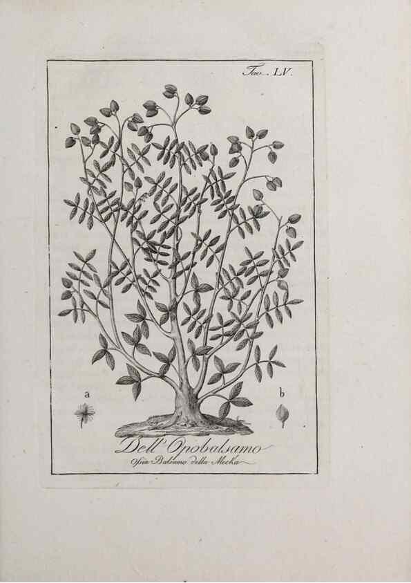 Reproducción/Reproduction 46367388235: Storia delle piante forastiere le più importanti nell'uso medico, od economico /. Milano :Nella stamperia di Giuseppe Marelli,1791-1794.. 