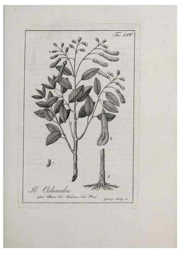 Reproducción/Reproduction 40317339983: Storia delle piante forastiere le più importanti nell'uso medico, od economico /. Milano :Nella stamperia di Giuseppe Marelli,1791-1794.. 