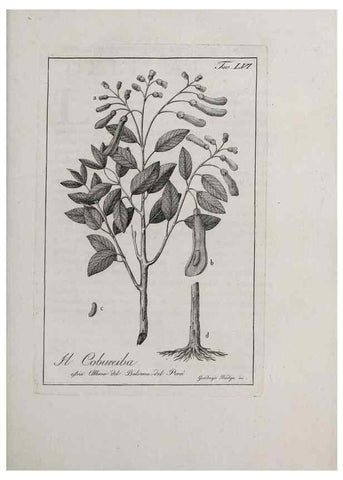 Reproducción/Reproduction 40317339983: Storia delle piante forastiere le più importanti nell'uso medico, od economico /. Milano :Nella stamperia di Giuseppe Marelli,1791-1794.. 