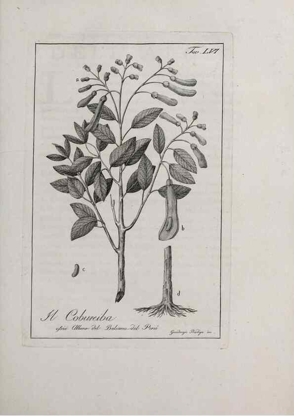 Reproducción/Reproduction 40317339983: Storia delle piante forastiere le più importanti nell'uso medico, od economico /. Milano :Nella stamperia di Giuseppe Marelli,1791-1794.. 