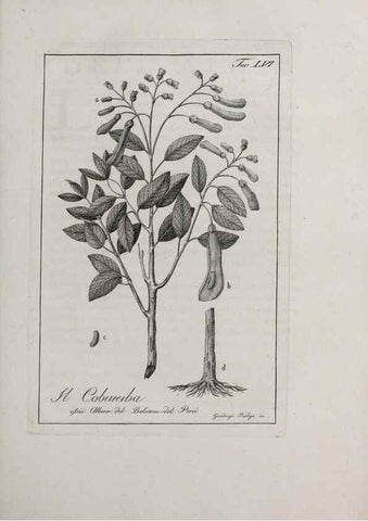 Reproducción/Reproduction 40317339983: Storia delle piante forastiere le più importanti nell'uso medico, od economico /. Milano :Nella stamperia di Giuseppe Marelli,1791-1794.. 