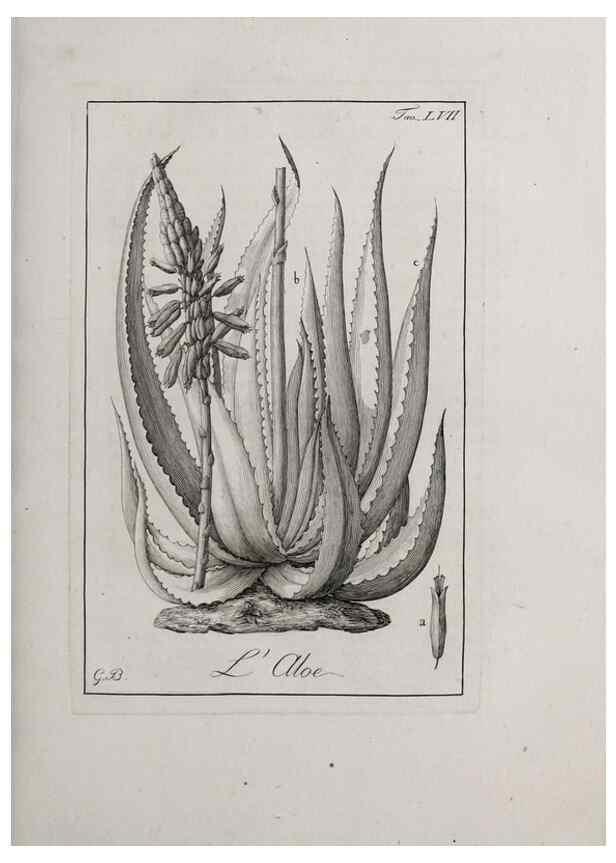 Reproducción/Reproduction 47281854561: Storia delle piante forastiere le più importanti nell'uso medico, od economico /. Milano :Nella stamperia di Giuseppe Marelli,1791-1794.. 