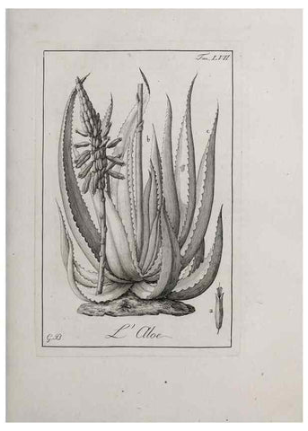 Reproducción/Reproduction 47281854561: Storia delle piante forastiere le più importanti nell'uso medico, od economico /. Milano :Nella stamperia di Giuseppe Marelli,1791-1794.. 
