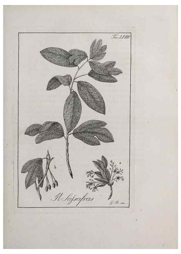 Reproducción/Reproduction 46558774344: Storia delle piante forastiere le più importanti nell'uso medico, od economico /. Milano :Nella stamperia di Giuseppe Marelli,1791-1794.. 