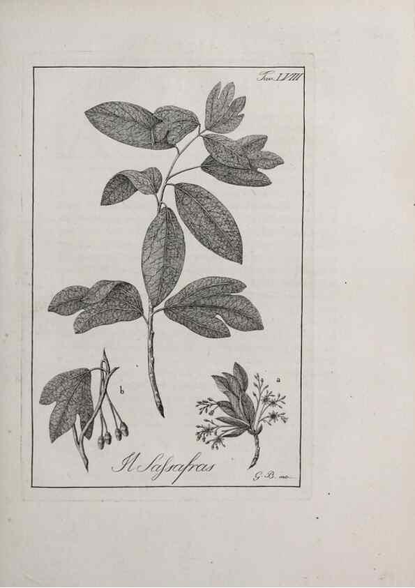 Reproducción/Reproduction 46558774344: Storia delle piante forastiere le più importanti nell'uso medico, od economico /. Milano :Nella stamperia di Giuseppe Marelli,1791-1794.. 