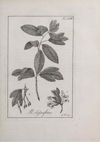 Reproducción/Reproduction 46558774344: Storia delle piante forastiere le più importanti nell'uso medico, od economico /. Milano :Nella stamperia di Giuseppe Marelli,1791-1794.. 