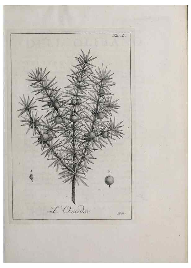 Reproducción/Reproduction 47281850071: Storia delle piante forastiere le più importanti nell'uso medico, od economico /. Milano :Nella stamperia di Giuseppe Marelli,1791-1794.. 