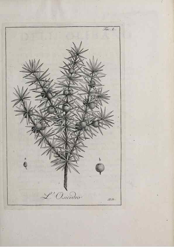 Reproducción/Reproduction 47281850071: Storia delle piante forastiere le più importanti nell'uso medico, od economico /. Milano :Nella stamperia di Giuseppe Marelli,1791-1794.. 
