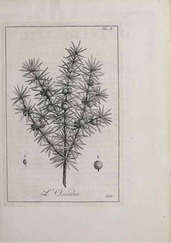 Reproducción/Reproduction 47281850071: Storia delle piante forastiere le più importanti nell'uso medico, od economico /. Milano :Nella stamperia di Giuseppe Marelli,1791-1794.. 