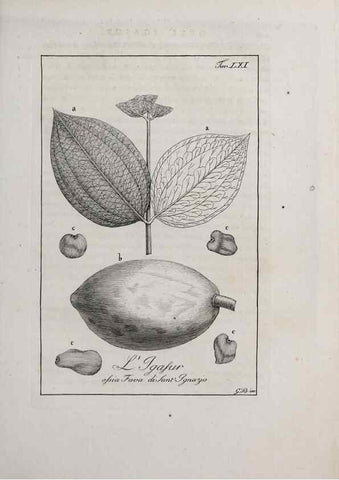 Reproducción/Reproduction 46558775774: Storia delle piante forastiere le più importanti nell'uso medico, od economico /. Milano :Nella stamperia di Giuseppe Marelli,1791-1794.. 