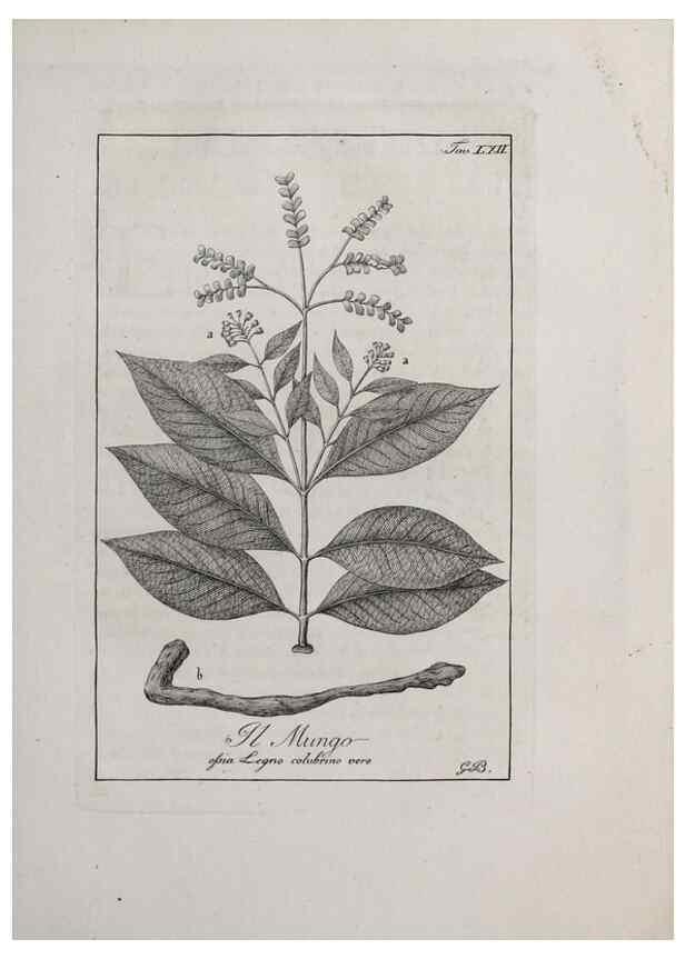 Reproducción/Reproduction 47229836272: Storia delle piante forastiere le più importanti nell'uso medico, od economico /. Milano :Nella stamperia di Giuseppe Marelli,1791-1794.. 