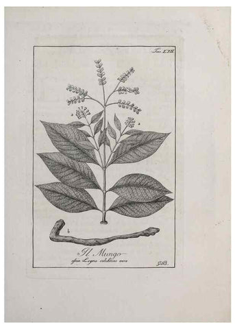 Reproducción/Reproduction 47229836272: Storia delle piante forastiere le più importanti nell'uso medico, od economico /. Milano :Nella stamperia di Giuseppe Marelli,1791-1794.. 