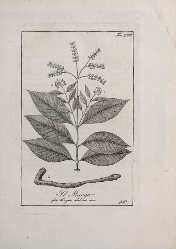 Reproducción/Reproduction 47229836272: Storia delle piante forastiere le più importanti nell'uso medico, od economico /. Milano :Nella stamperia di Giuseppe Marelli,1791-1794.. 