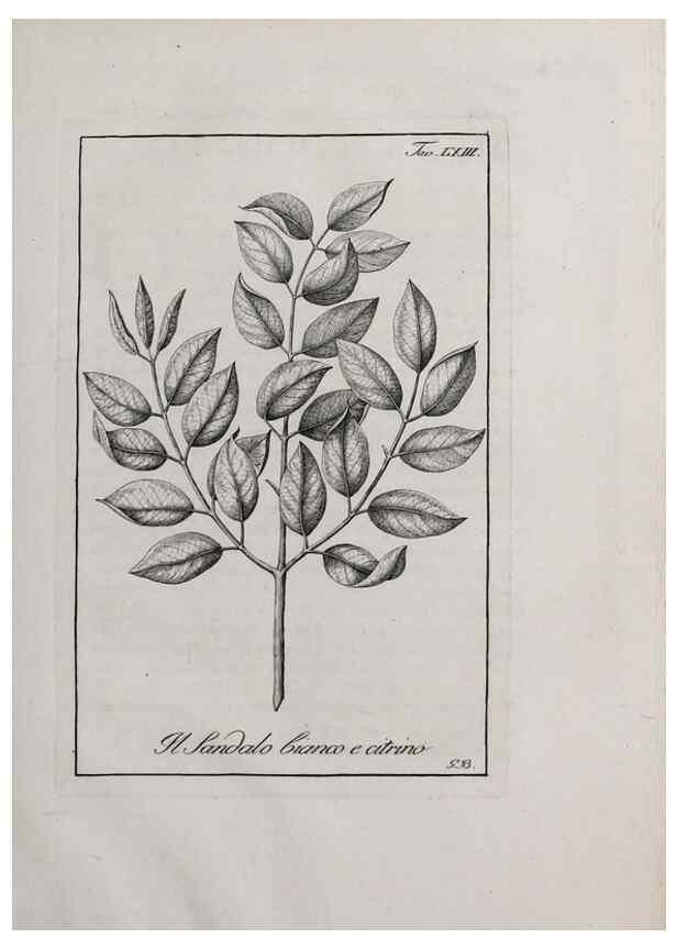 Reproducción/Reproduction 47281857971: Storia delle piante forastiere le più importanti nell'uso medico, od economico /. Milano :Nella stamperia di Giuseppe Marelli,1791-1794.. 