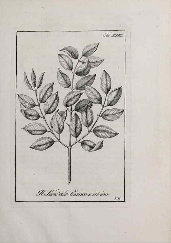 Reproducción/Reproduction 47281857971: Storia delle piante forastiere le più importanti nell'uso medico, od economico /. Milano :Nella stamperia di Giuseppe Marelli,1791-1794.. 
