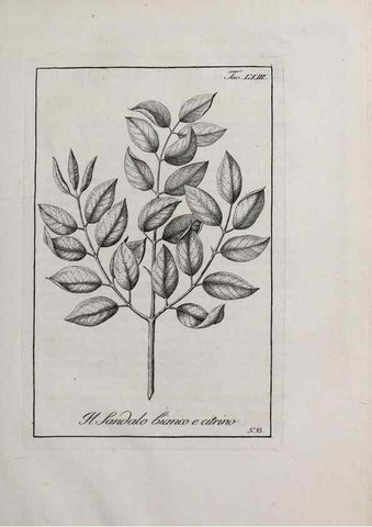Reproducción/Reproduction 47281857971: Storia delle piante forastiere le più importanti nell'uso medico, od economico /. Milano :Nella stamperia di Giuseppe Marelli,1791-1794.. 