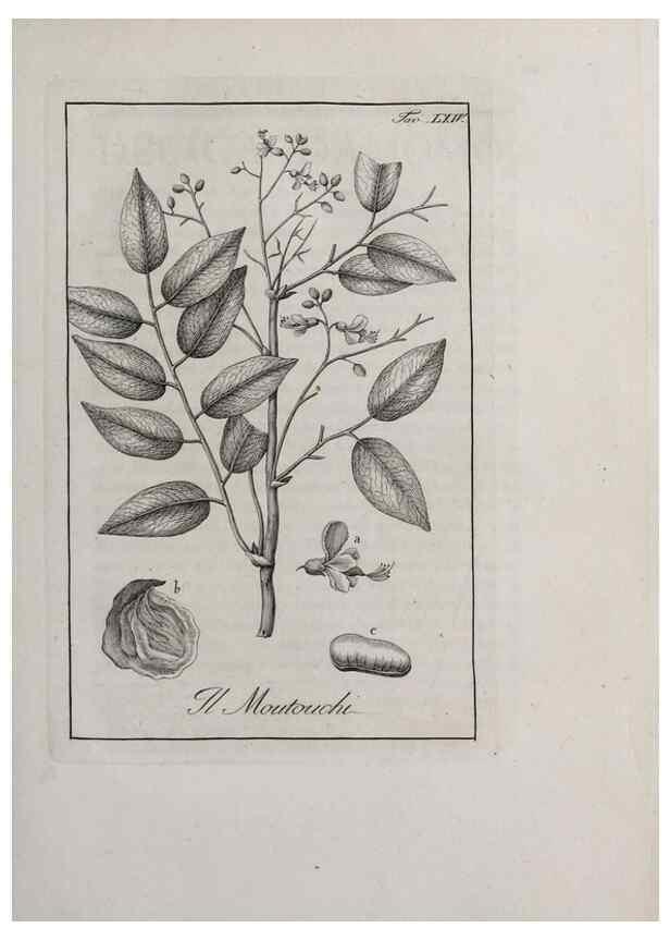 Reproducción/Reproduction 40317345063: Storia delle piante forastiere le più importanti nell'uso medico, od economico /. Milano :Nella stamperia di Giuseppe Marelli,1791-1794.. 