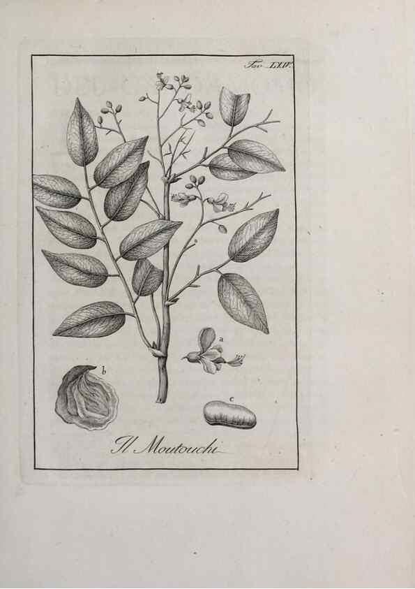 Reproducción/Reproduction 40317345063: Storia delle piante forastiere le più importanti nell'uso medico, od economico /. Milano :Nella stamperia di Giuseppe Marelli,1791-1794.. 