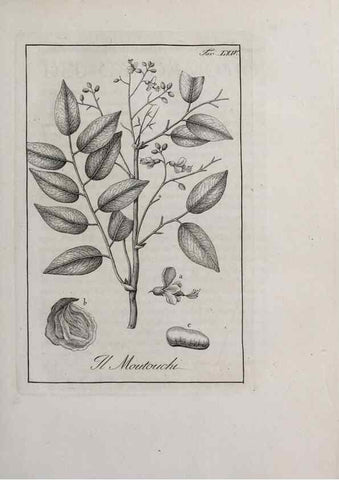 Reproducción/Reproduction 40317345063: Storia delle piante forastiere le più importanti nell'uso medico, od economico /. Milano :Nella stamperia di Giuseppe Marelli,1791-1794.. 