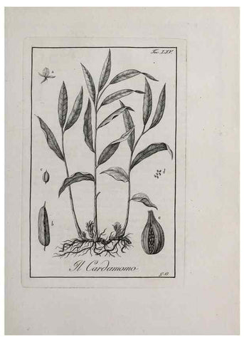 Reproducción/Reproduction 46367391415: Storia delle piante forastiere le più importanti nell'uso medico, od economico /. Milano :Nella stamperia di Giuseppe Marelli,1791-1794.. 