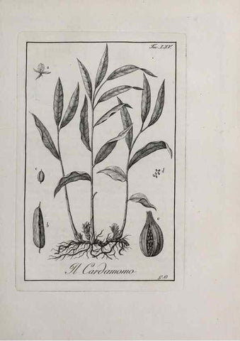 Reproducción/Reproduction 46367391415: Storia delle piante forastiere le più importanti nell'uso medico, od economico /. Milano :Nella stamperia di Giuseppe Marelli,1791-1794.. 