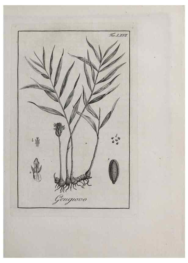 Reproducción/Reproduction 47229838882: Storia delle piante forastiere le più importanti nell'uso medico, od economico /. Milano :Nella stamperia di Giuseppe Marelli,1791-1794.. 