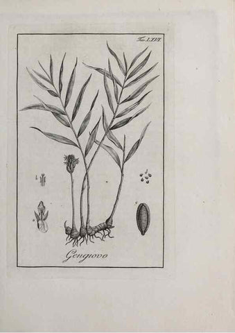 Reproducción/Reproduction 47229838882: Storia delle piante forastiere le più importanti nell'uso medico, od economico /. Milano :Nella stamperia di Giuseppe Marelli,1791-1794.. 