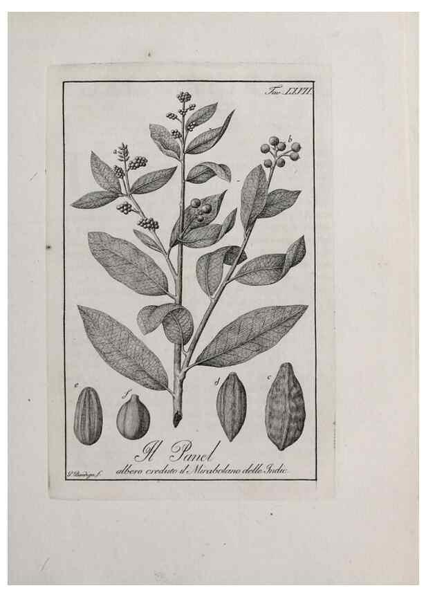 Reproducción/Reproduction 47229839462: Storia delle piante forastiere le più importanti nell'uso medico, od economico /. Milano :Nella stamperia di Giuseppe Marelli,1791-1794.. 