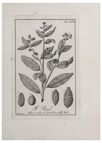 Reproducción/Reproduction 47229839462: Storia delle piante forastiere le più importanti nell'uso medico, od economico /. Milano :Nella stamperia di Giuseppe Marelli,1791-1794.. 