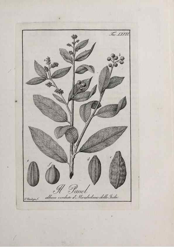Reproducción/Reproduction 47229839462: Storia delle piante forastiere le più importanti nell'uso medico, od economico /. Milano :Nella stamperia di Giuseppe Marelli,1791-1794.. 