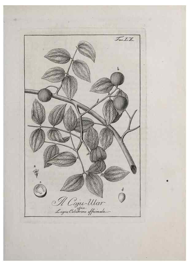 Reproducción/Reproduction 33406260698: Storia delle piante forastiere le più importanti nell'uso medico, od economico /. Milano :Nella stamperia di Giuseppe Marelli,1791-1794.. 