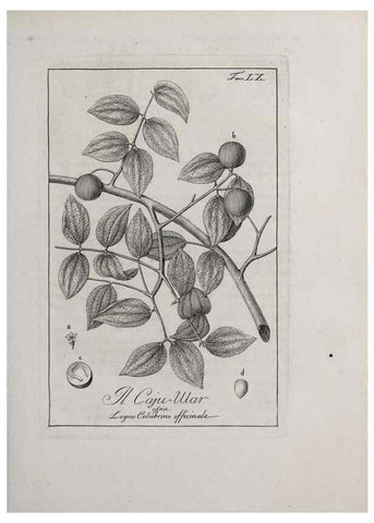Reproducción/Reproduction 33406260698: Storia delle piante forastiere le più importanti nell'uso medico, od economico /. Milano :Nella stamperia di Giuseppe Marelli,1791-1794.. 